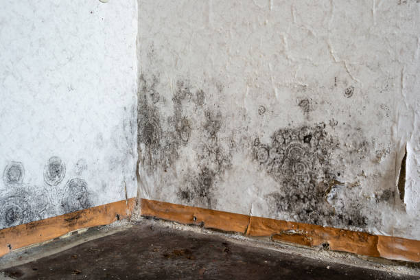 Best Ceiling water damage repair  in Tullahoma, TN